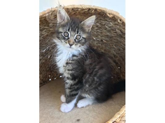 Maine Coon Kittens προς πώληση